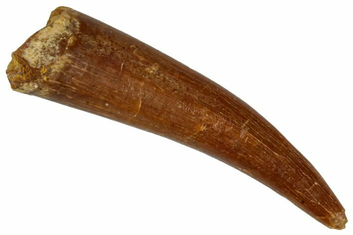 Fossil Fish Fang (Aidachar) - Kem Kem Beds, Morocco #290873